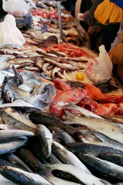 fish